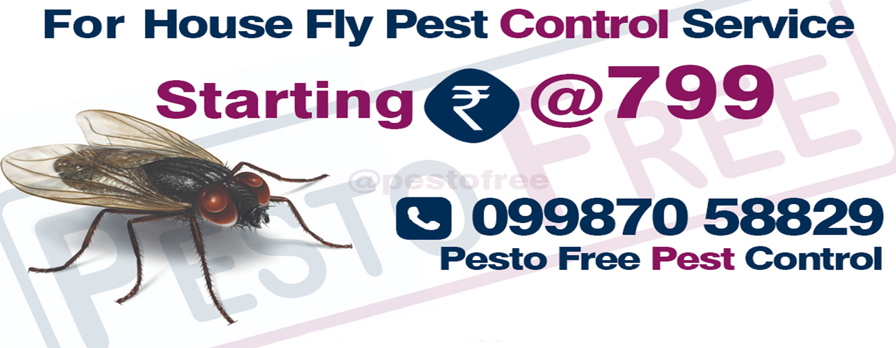 House Fly Pest Control in Mumbai